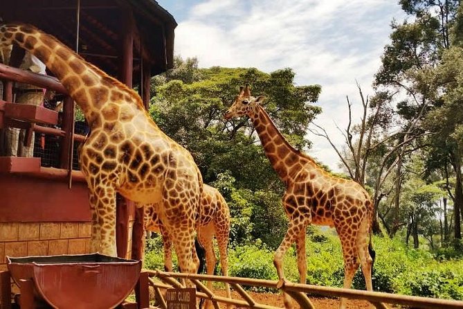 Day tour to Giraffe Center and Karen Blixen Museum - How the day runs: 9:30 am start and about 6 to 8 hours