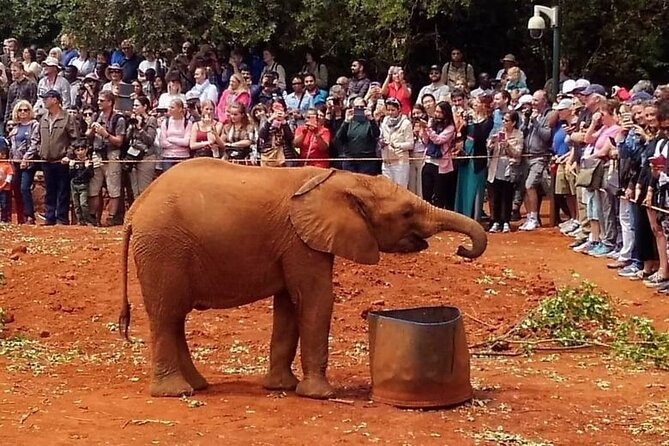 Day tour to Giraffe Center and Karen Blixen Museum - Who should book this tour, and who might want to adjust expectations