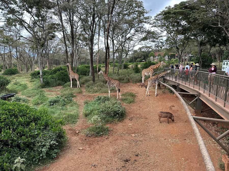Day Tour to Giraffe Center and Karen Blixen Museum - Price and Value: What $63 Includes (and What It Doesn’t)