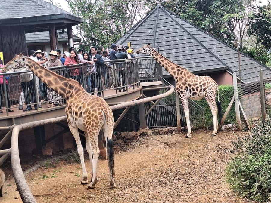 Day Tour to Giraffe Center and Karen Blixen Museum - What to Bring So the Half-Day Feels Easy