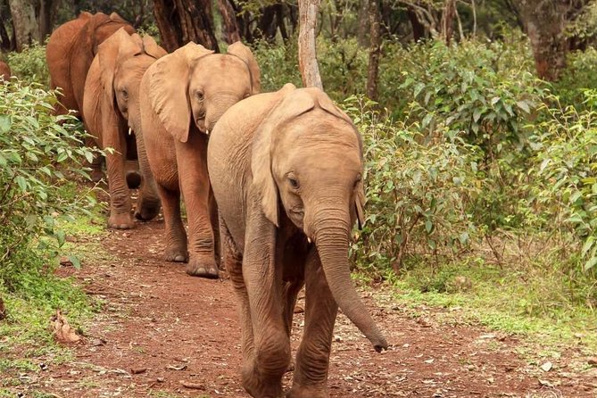 Day tour to Giraffe center and Karen Blixen Nairobi - Elephants in the Mix: The Park Fee Detail to Watch