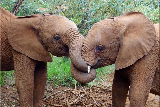 Day tour to Giraffe center and Karen Blixen Nairobi - Price and Value: What $105 Buys You in the Real World