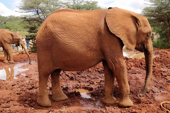 Day tour to Giraffe center and Karen Blixen Nairobi - Who This Nairobi Tour Fits Best