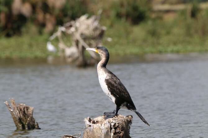 Day Tour To Hell's Gate National Park and Optional Boat Ride on Lake Naivasha. - Cycling through Hell’s Gate: wildlife, spacing, and safety basics