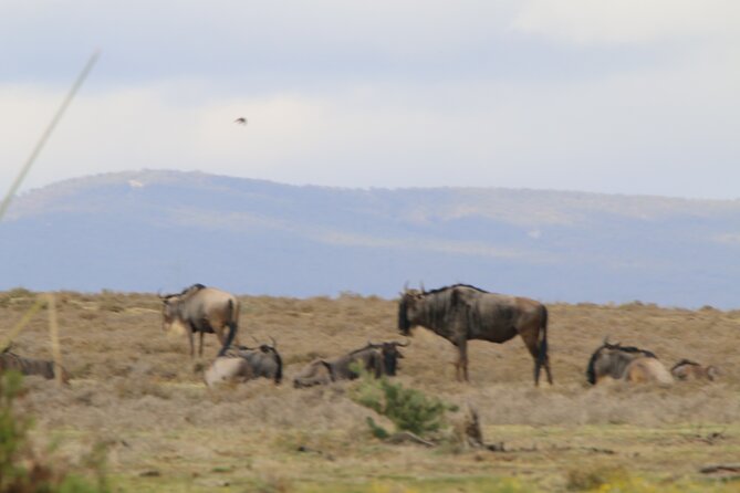 Day Tour To Hell's Gate National Park and Optional Boat Ride on Lake Naivasha. - Lunch and timing: what to budget so the day stays smooth