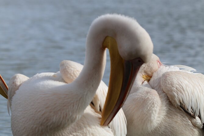 Day Tour To Hell's Gate National Park and Optional Boat Ride on Lake Naivasha. - Price and value: where the $65 fits, and what costs extra