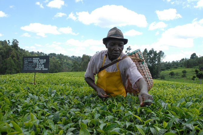 Day Tour To Kiambethu Tea Farm in Limuru - Nairobi to Limuru in One Smooth Day