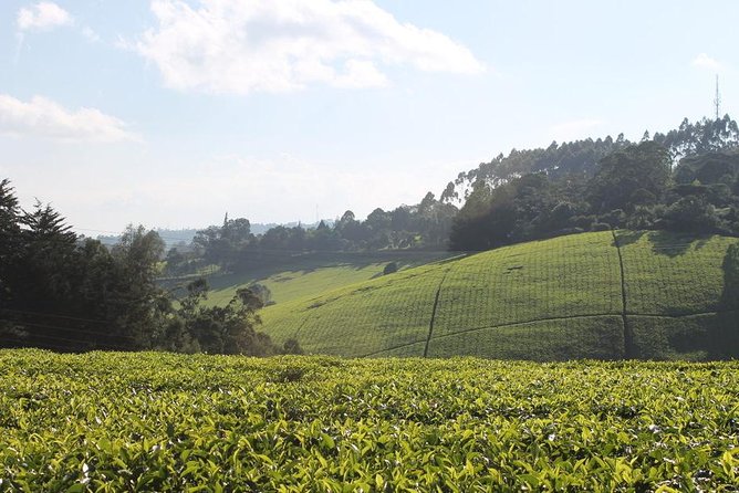 Day Tour To Kiambethu Tea Farm in Limuru - Forest Walk in the Indigenous Woodland (and the Wildlife Odds)