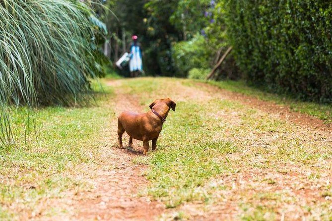 Day Tour To Kiambethu Tea Farm in Limuru - Lunch and Drinks: Simple, Local, and Included