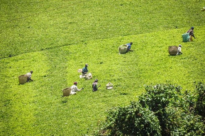 Day Tour To Kiambethu Tea Farm in Limuru - Timing and What to Expect From the 8 Hours