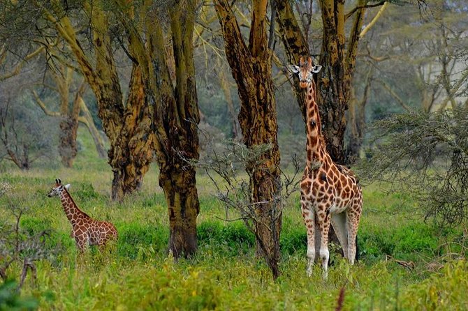 Day Tour To Lake Nakuru Park With Optional Boat Ride on Lake Naivasha - Fast Start: 6:00am Nairobi Pickup and the Rift Valley Viewpoint