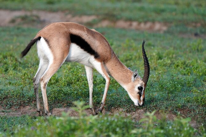 Day Tour To Lake Nakuru Park With Optional Boat Ride on Lake Naivasha - Lake Naivasha Arrival and the 1-Hour Boat Ride (Optional, But Usually a Good Idea)
