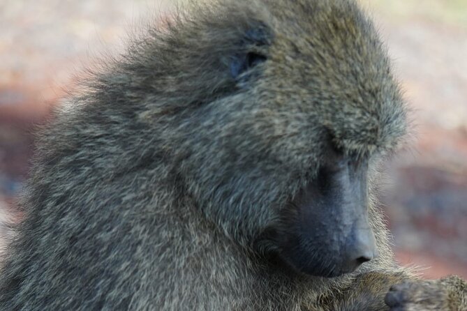 Day Tour To Lake Nakuru Park With Optional Boat Ride on Lake Naivasha - Price and Logistics: How Much This Really Costs You