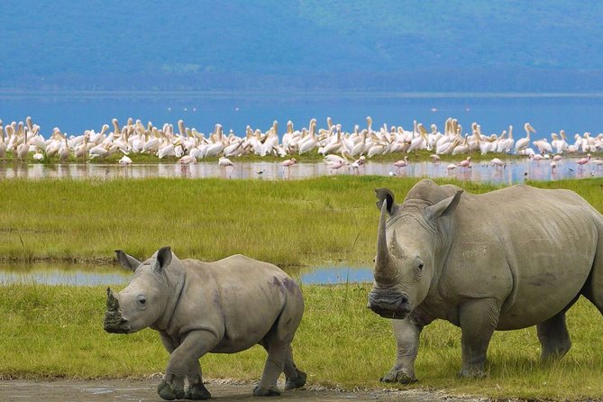Day Tour To Lake Nakuru Park With Optional Boat Ride on Lake Naivasha - Timing Check: What a Full Day From Nairobi Feels Like