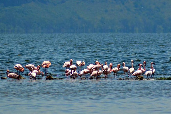 Day Tour To Lake Nakuru Park With Optional Boat Ride on Lake Naivasha - Lake Nakuru Game Drive: Flamingos, Pelicans, and the Real Wildlife Show