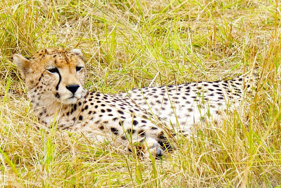 Day Tour to Maasai Mara & optional Maasai village visit - The safari vehicle experience: pop-up roof, big windows, and real viewing