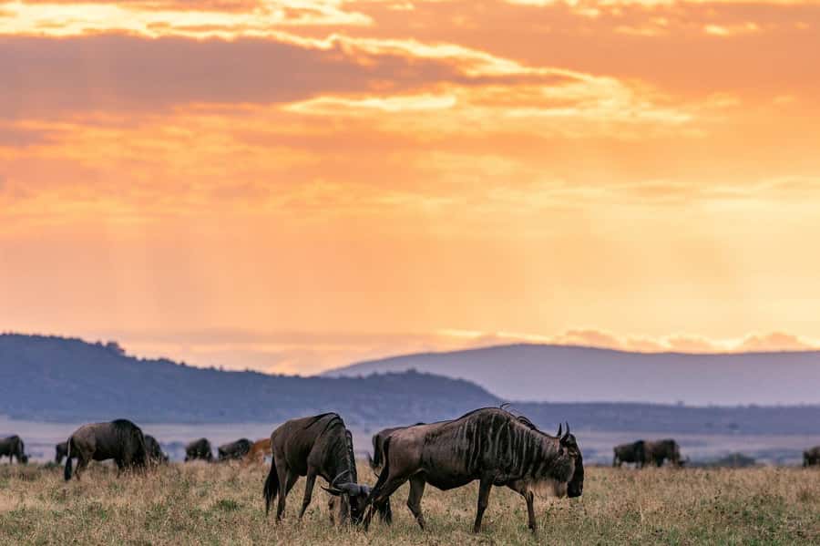 Day Tour to Maasai Mara & optional Maasai village visit - Who should book, and who should skip this style of day