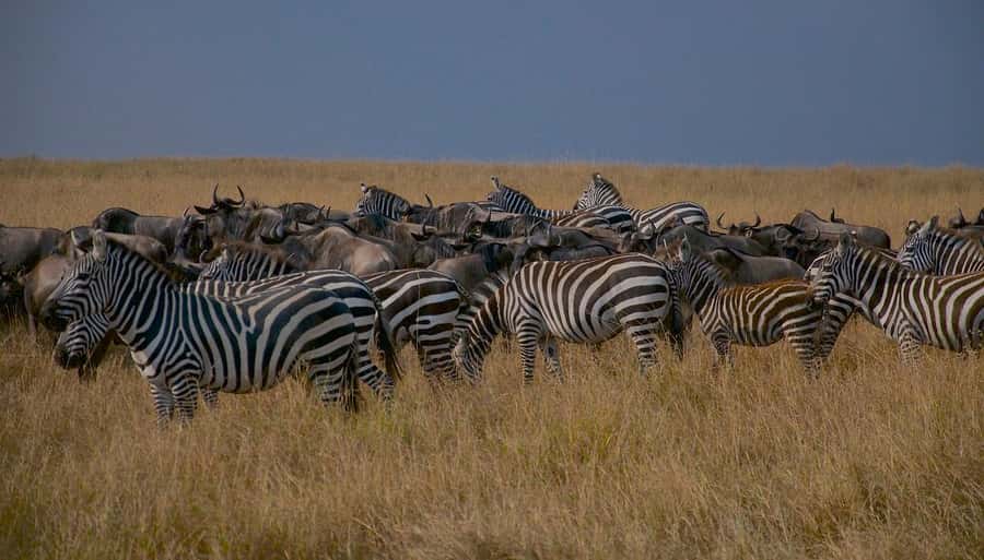 Day Tour to Maasai Mara & optional Maasai village visit - Should you book this Maasai Mara day tour?