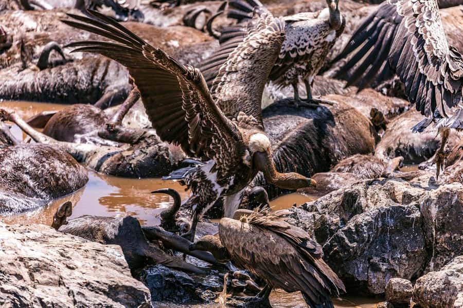 Day Tour to Maasai Mara & optional Maasai village visit - Getting to the reserve: a long drive you can actually handle