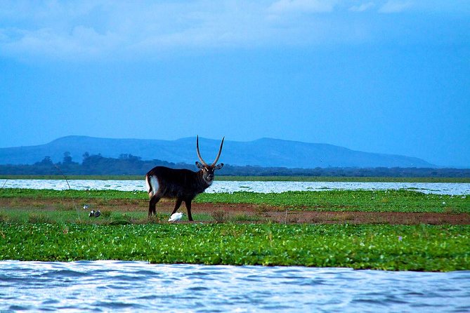 Day Tour To Mount Longonot Park From Nairobi - Lake Naivasha by boat: hippo pool, birds, and Crescent Island style viewing