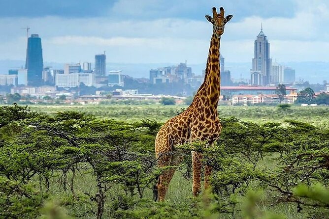 Day Tour to Nairobi National Park and Giraffe Center - The pop-up roof vehicle: why it changes the game