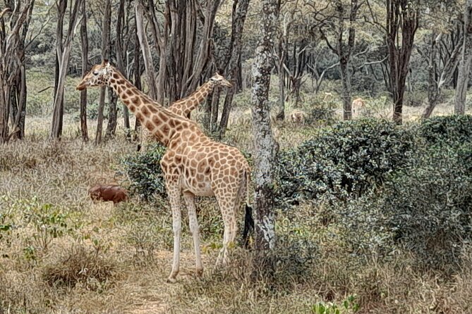 Day Tour to Nairobi national park, Elephants, and Giraffe Center - What this Nairobi day tour really gives you