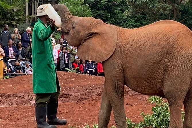 Day Tour to Nairobi national park, Elephants, and Giraffe Center - Nairobi National Park safari drive without the full-day commitment