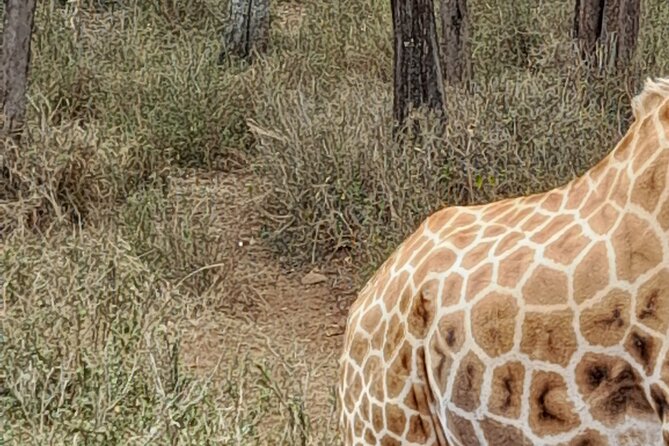 Day Tour to Nairobi national park, Elephants, and Giraffe Center - Lunch planning, and how to avoid day-long confusion
