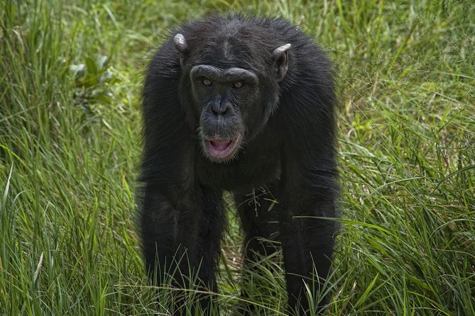 Day Tour to Ol Pejeta Conservancy - Price and value: what $383.12 buys you in a Nairobi day