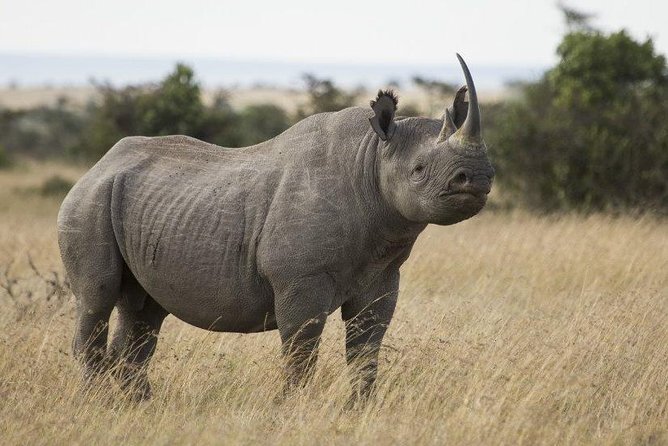 Day Tour to Ol Pejeta Conservancy - Tradeoffs, expectations, and how to prepare