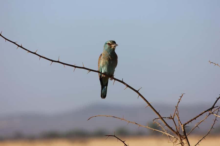 Day tour to Tsavo East National Park from Malindi/ Watamu - Aruba Dam: The Watering Hole Stop That Can Change Everything