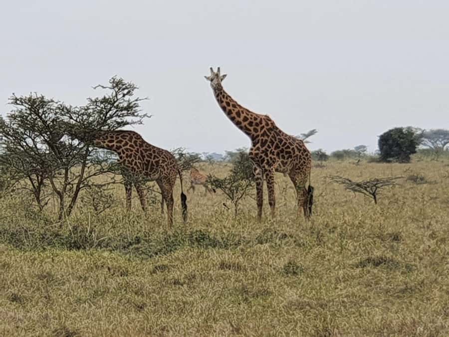 DAY TOUR TO TSAVO EAST NATIONAL PARK FROM MOMBASA/DIANI - Key Things I’d Bank On