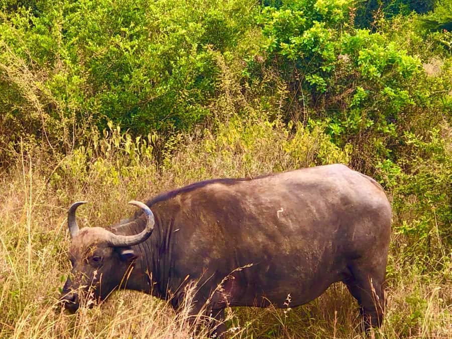 DAY TOUR TO TSAVO EAST NATIONAL PARK FROM MOMBASA/DIANI - Sunrise Pickup, Straight Into the Tsavo East Rhythm