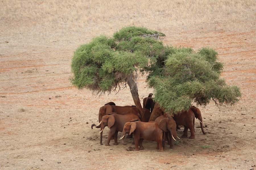 DAY TOUR TO TSAVO EAST NATIONAL PARK FROM MOMBASA/DIANI - Afternoon Game Drive: Big Five Chances, Tsavo-Scale Reality