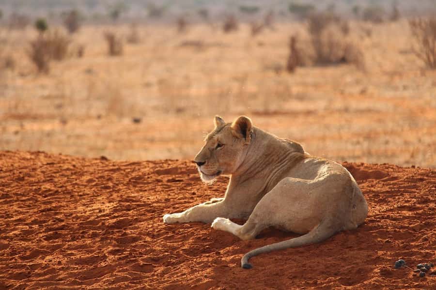 DAY TOUR TO TSAVO EAST NATIONAL PARK FROM MOMBASA/DIANI - Price and Value: What You’re Really Paying For