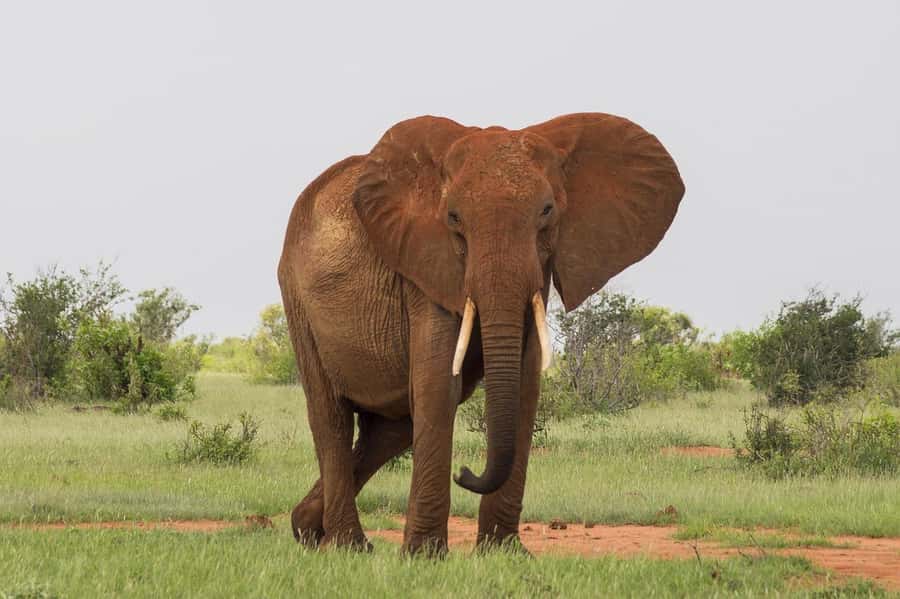 DAY TOUR TO TSAVO EAST NATIONAL PARK FROM MOMBASA/DIANI - Who This Tour Fits Best (and Who Might Want More Time)