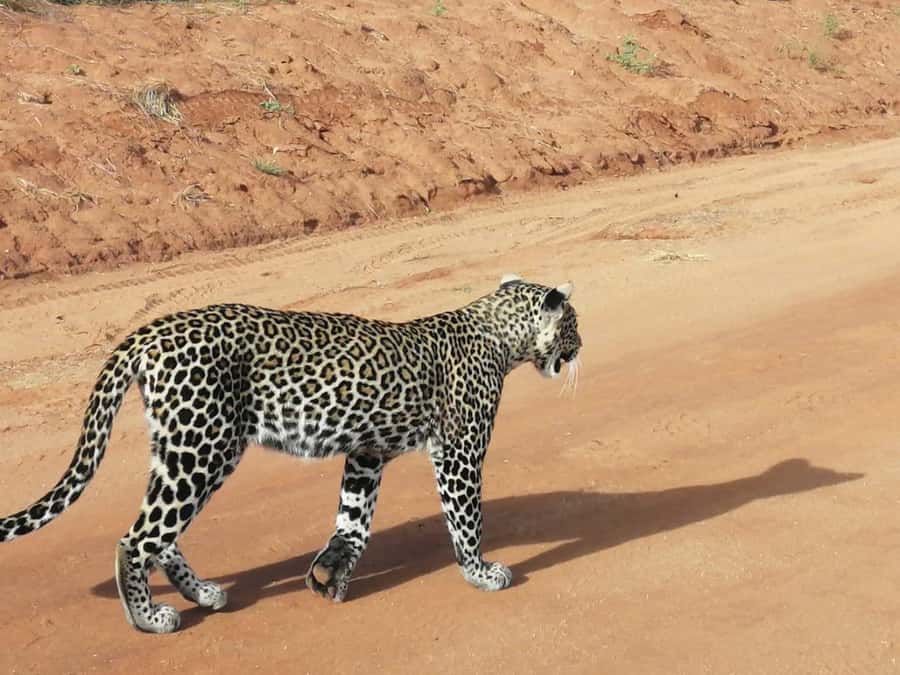 DAY TOUR TO TSAVO EAST NATIONAL PARK FROM MOMBASA/DIANI - The Drive to Bachuma Gate (and Why It Sets the Tone)