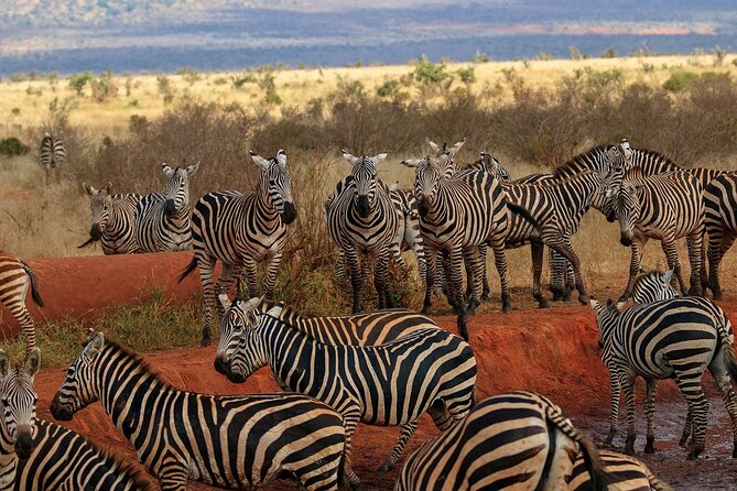 Day Tour to Tsavo East National Park from Mombasa or Diani - Key things you should know before you go