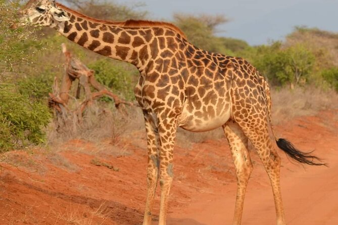Day Tour to Tsavo East National Park from Mombasa or Diani - Pickup before sunrise and the ride to Tsavo East