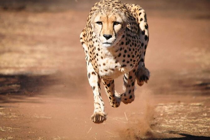 Day Tour to Tsavo East National Park from Mombasa or Diani - Aruba Dam in the dry season: why this stop matters