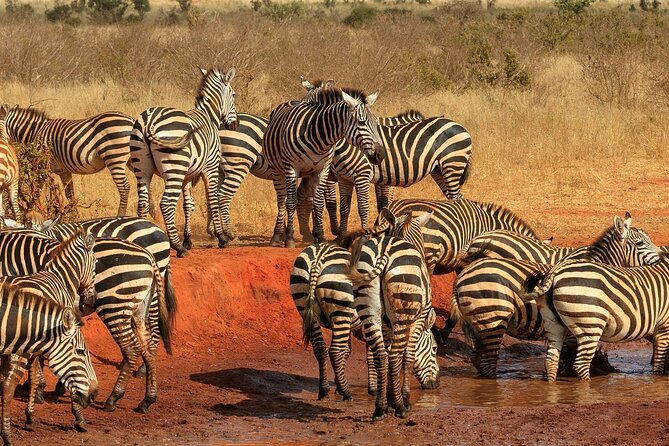 Day Tour to Tsavo East National Park from Mombasa or Diani - Afternoon game drive and getting back to Mombasa on time