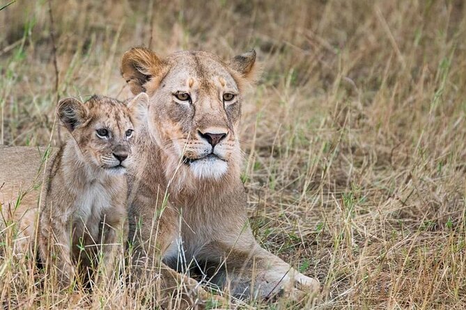 Day Tour to Tsavo East National Park from Mombasa or Diani - Price and what your $280 includes (and what it doesn’t)