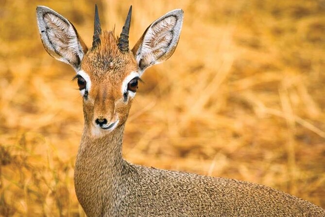 Day Tour to Tsavo East National Park from Mombasa or Diani - Who should book this Tsavo East day trip (and who might want a different plan)