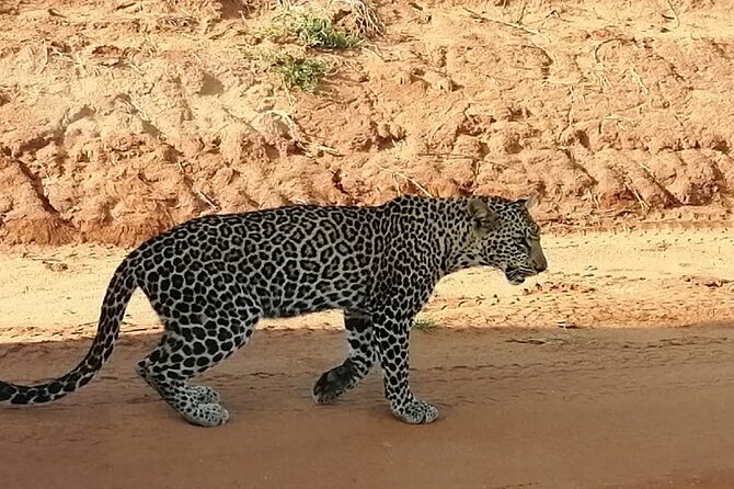 Day Tour to Tsavo East National Park from Mombasa or Diani - From Bachuma Gate into the park: your morning game drive plan