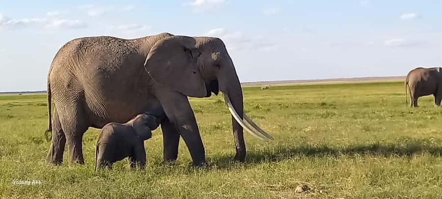 DAY TRIP AMBOSELI NATIONAL PARK FROM NAIROBI BUDGET SAFARI. - Nairobi Pickup to Amboseli: A Straight Shot South