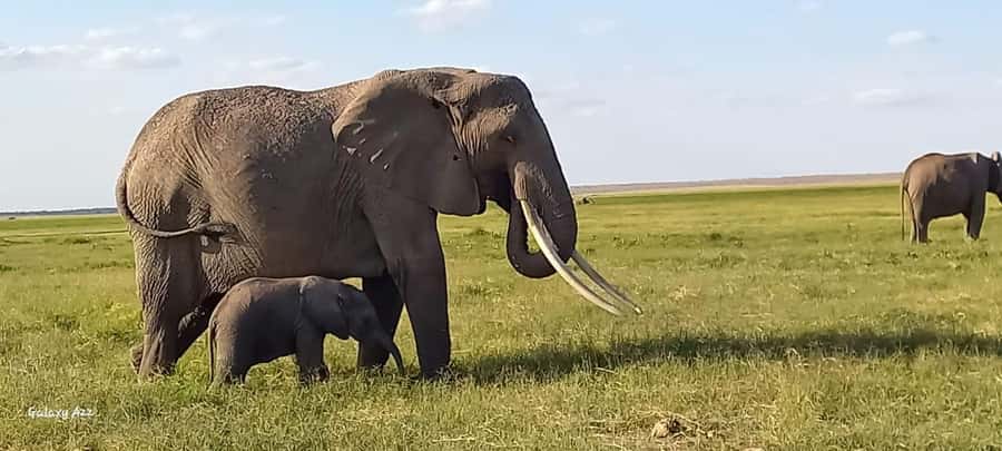 DAY TRIP AMBOSELI NATIONAL PARK FROM NAIROBI BUDGET SAFARI. - How Amboseli’s Terrain Shapes the Wildlife You See