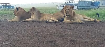 DAY TRIP AMBOSELI NATIONAL PARK FROM NAIROBI BUDGET SAFARI.