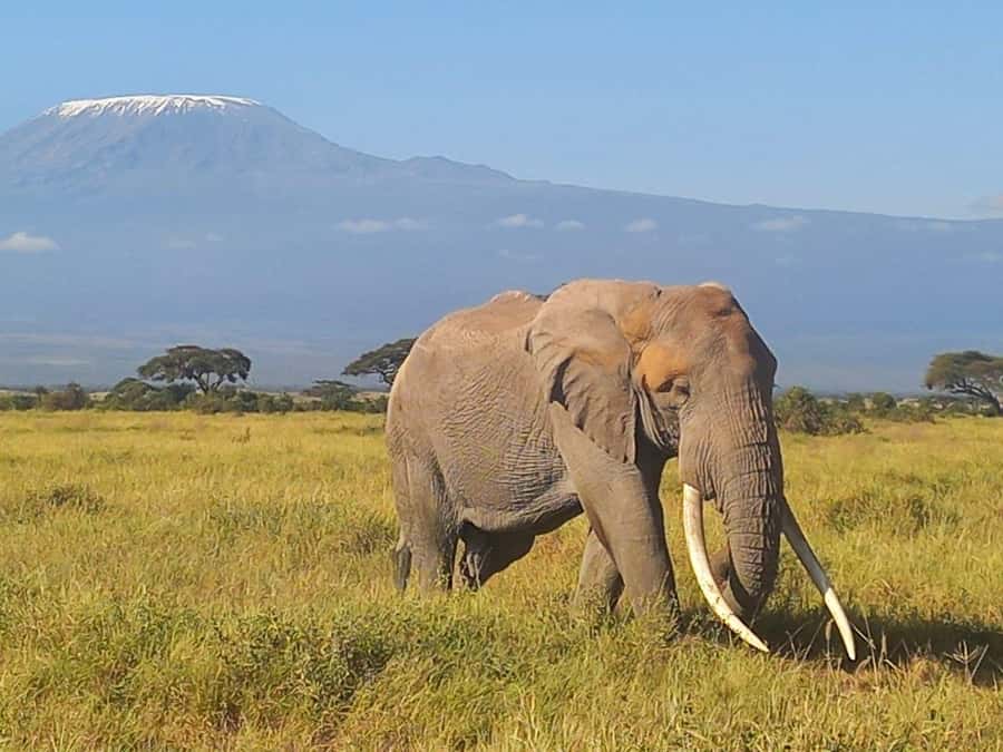 DAY TRIP AMBOSELI NATIONAL PARK FROM NAIROBI BUDGET SAFARI. - Price, Value, and What You Need to Add for a Full Budget