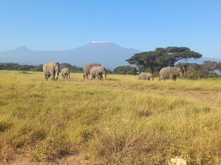 DAY TRIP AMBOSELI NATIONAL PARK FROM NAIROBI BUDGET SAFARI. - Should You Book It?