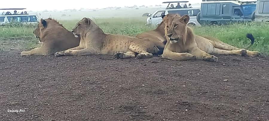 Day trip amboseli national park from nairobi budget safari. - Amboseli game drives: elephants first, then the rest of the food chain